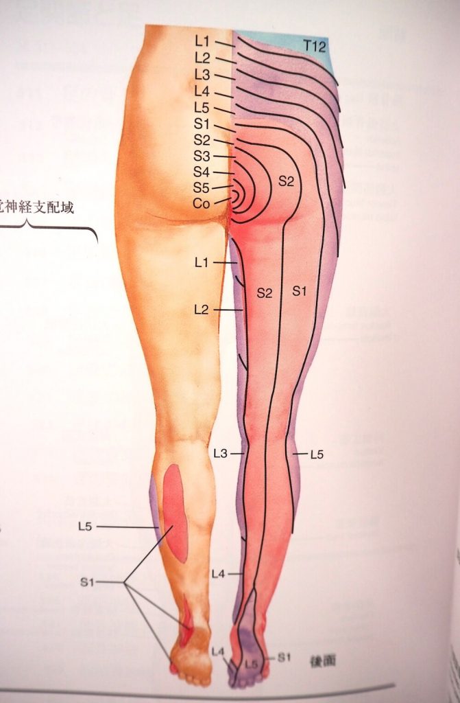 坐骨神経痛の整体 原因や解消法まで大阪の慢性痛専門の整体院が徹底解説 整体サロンinui