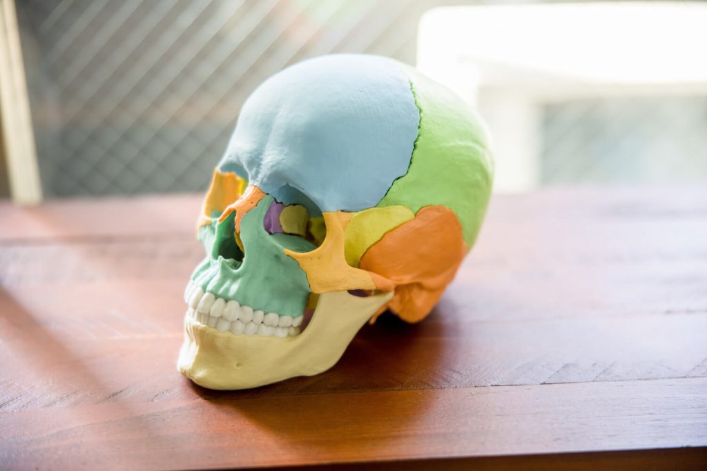 頭蓋骨の骨模型