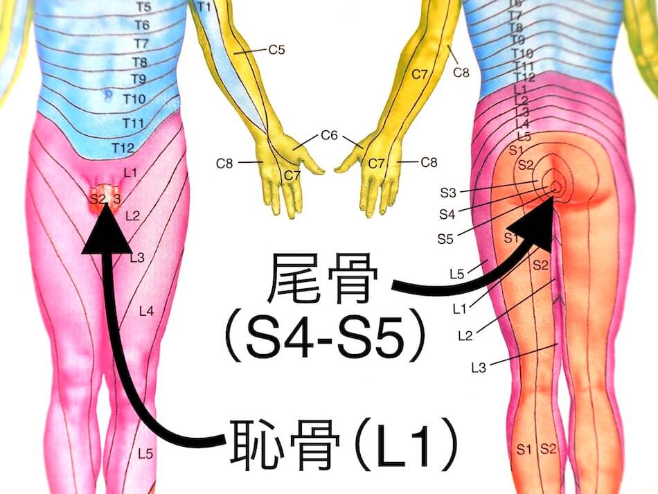 恥骨痛 尾骨痛の整体 緩和や軽減の方法について大阪の整体サロンinuiが解説 整体サロンinui