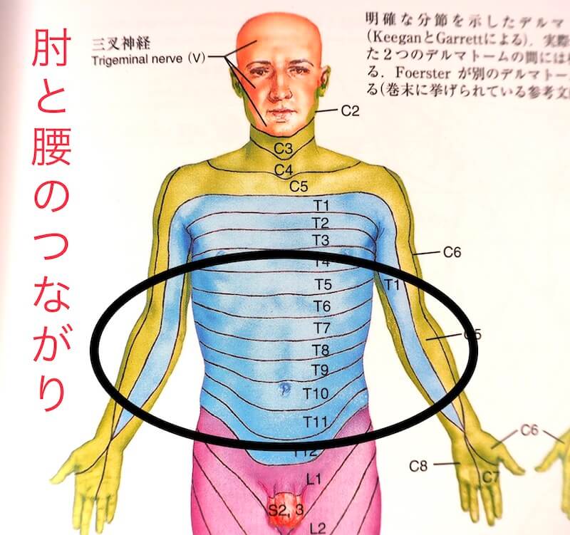 肘と腰の解剖学的なつながりのイメージ図