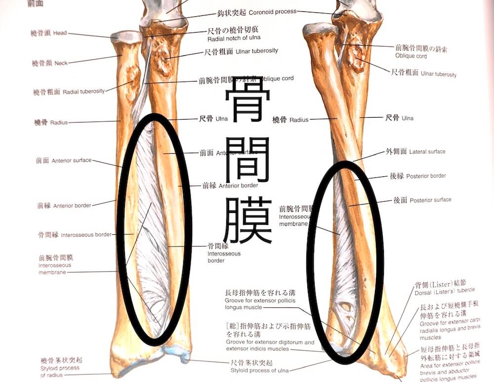 骨間膜の解剖イメージ図