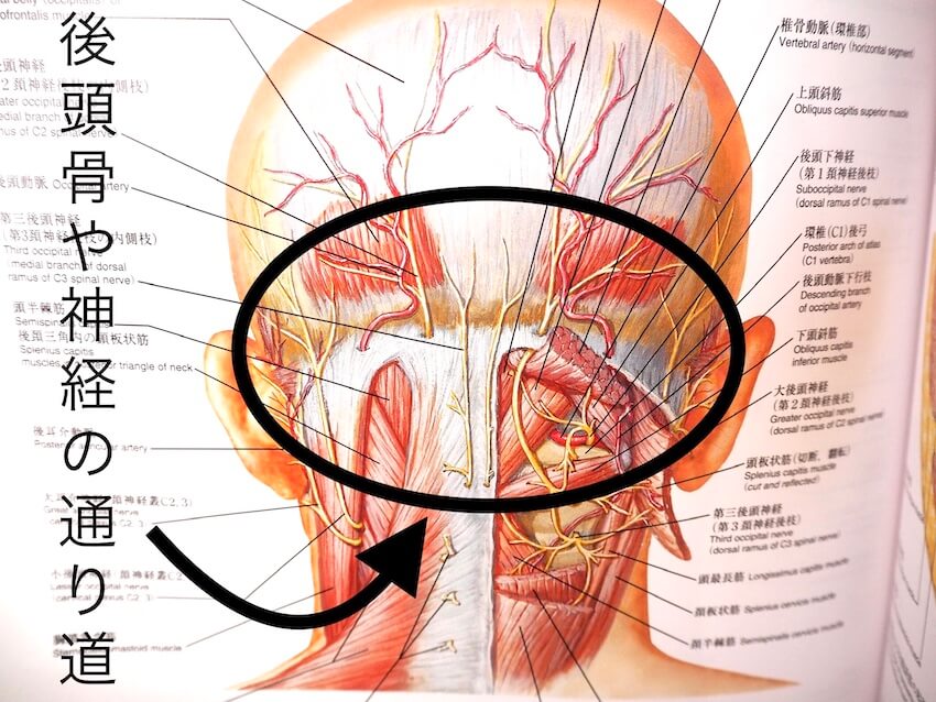 後頭部の骨や神経のイメージ図
