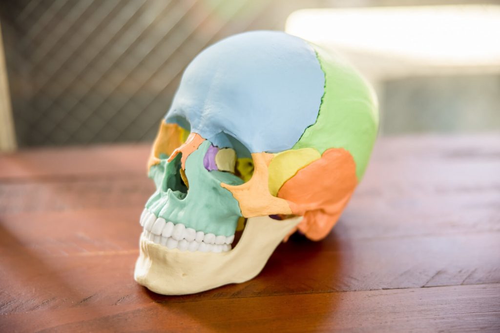 頭蓋骨の骨格模型