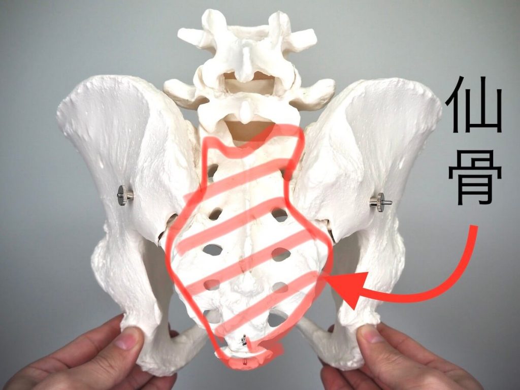 仙骨を示した骨模型