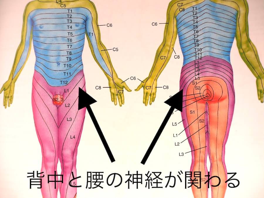 股関節痛の整体｜原因や改善について慢性症状専門の整体サロンINUIが